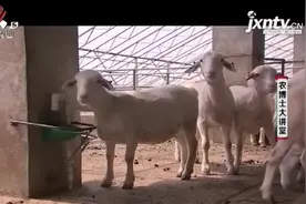 新鲜羊粪不能直接作肥料，需经过发酵腐熟，杀灭病菌和害虫视频封面