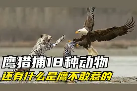 鹰猎捕18种动物的瞬间，抓疣猪逮狐狸，活吃鲨鱼调戏棕熊偷狮子！视频封面