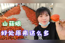 东北特产红菇娘全身都是宝，可惜很多人都不知道，它的好处太多了视频封面