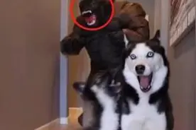 家里来了只“猩猩”，正在拆家的二哈瞬间怂了，汪：大哥饶命！视频封面