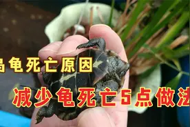 乌龟死了到底是怎么回事？原因有两种，减少宠物龟死亡的5点做法视频封面