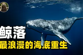 中国南海首次发现鲸落！世上罕见的自然现象，海洋巨怪的温柔回归视频封面