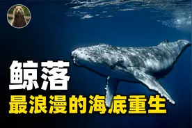 中国南海首次发现鲸落！世上罕见的自然现象，海洋巨怪的温柔回归视频封面