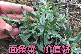 面条菜又叫“毛妮菜”，没想到它的价值那么高？快来认识了解下视频封面