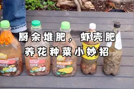 厨余堆肥，吃剩的虾壳不要丢简单处理制作虾壳肥，养花种菜都需要