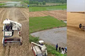 直击河南多地小麦抢收战：邻省麦客支援，无人机照明人休机不停视频封面