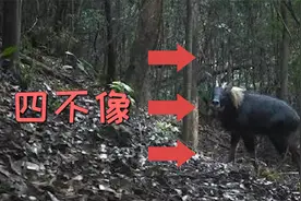 前方“四不像”出没！广东始兴拍下中华鬣羚清晰影像视频封面