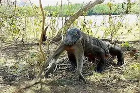 一群猴子在科莫多龙的巢穴“偷”蛋！其中一只猴子直接被它吞了视频封面