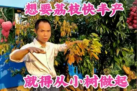 想要荔枝快速丰产，培养丰产树形就要从小树做起，赶紧收藏学起来视频封面
