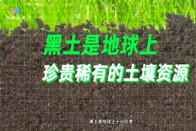 科普视频｜3分钟带你了解如何保护耕地中的“大熊猫”视频封面