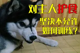 狗护食是天性，但对主人护食坚决不允许，需要针对训练视频封面