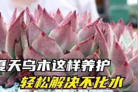 夏天乌木养护其实很简单，只需做好这点，轻松解决多肉化水视频封面
