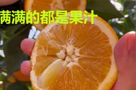 果子已经全部成熟，太阳下的脐橙显得外香甜、果汁爆满视频封面