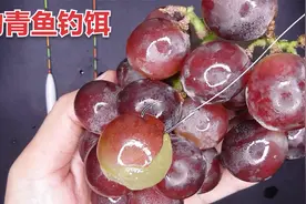 葡萄做钓饵钓青鱼，10个钓友9个没用过，钓鱼高手在民间涨知识了