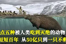 盘点五种被人类吃到灭绝的动物，短短百年，从50亿只到一只都不剩视频封面