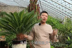 冬季养铁树，记住“2少1足”，叶子一直绿油油，长势旺盛视频封面