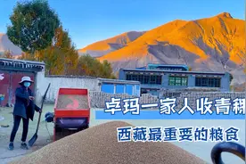 西藏卓玛一家人忙丰收，青稞装满一袋又一代，我们是勤劳的藏族人视频封面