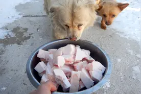 一盆猪油喂19只流浪狗，零下27度边吃边冻，舌头粘铁盆上了视频封面