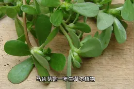 马齿苋功效与作用视频封面