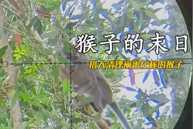 印度尼西亚祸害农作物的猴子被猎人猎杀视频封面