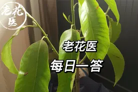 白兰叶子总耷拉怎么回事？白锦龟背只有根怎么转土培？每日一答视频封面