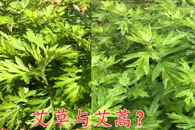 艾草和艾蒿不会分辨？农村小妹教你如何区分，你吃对了吗？视频封面