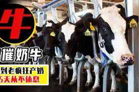 母牛不断怀孕产奶，身体还得掏个大洞，365天从不休息！视频封面