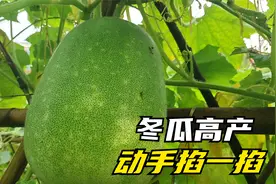 冬瓜结瓜期请在“掐一下”，后期结得大又多，方法简单一看就会视频封面
