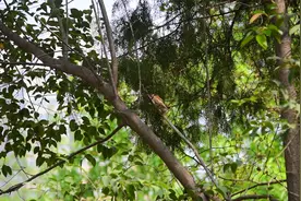 意外收获！首次拍到郑州人民公园一对麻雀完成交配过程