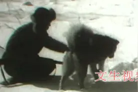七十年前 北大荒的开拓者们用猎狗追野猪视频封面