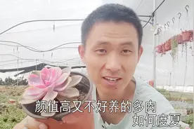 玉蝶锦彩虹多肉植物度夏有啥妙招？听刚哥怎么说？视频封面