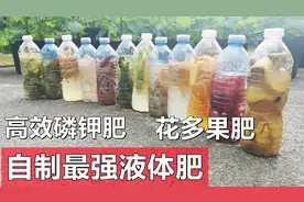 自制最强有机液体肥, 高磷钾肥, 花多果肥, 省下买肥钱视频封面