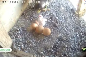 倒着吃饭的隼宝宝，我很担心这样做会不会造成窒息？