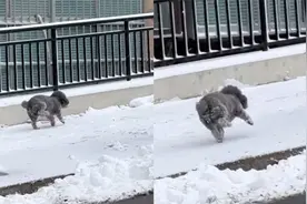 狗狗雪天出门后腿被冻“瘸”，原因曝光狗子丢大脸：嘘嘘被冻上了