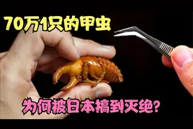 农村常见甲虫卖70万一只，因日本变态喜爱，数量剧减！这是为何？视频封面