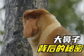 长鼻猴大鼻子的秘密！视频封面