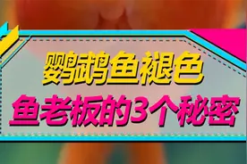 鹦鹉鱼褪色越来越明显，良心鱼店老板教我3招，希望能有用！视频封面