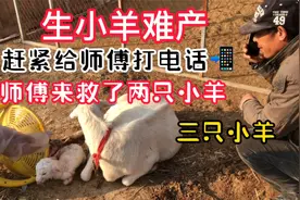 羊下小羊羔难产，师傅一招救了两只小羊，人工助产经验分享三胞胎视频封面