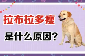 拉布拉多瘦是什么原因？
