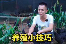 明二哥用小技巧偷懒养鸡，存活率为99%， 方法实用又简单视频封面