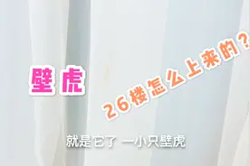 大半夜小两口在家里发现了壁虎，它是怎么来到家里的？咬不咬人视频封面
