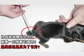 为何狗狗刚出生不久，就要一刀剪断它尾巴？是残忍还是为了它好？视频封面