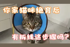 你家猫咪绝育后，有拆线这步骤吗？视频封面