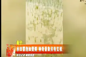 水田冒泡像煲粥，神奇景象其实另有玄机，看看科学如何解释