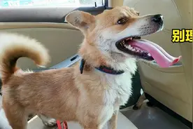 主人一个月没回家，当狗再次见到主人时，狗狗的反应太让人伤心了