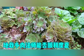 地栽的多肉法师能否顺利度夏？暴雨过后，情况出乎意料视频封面