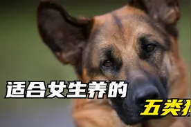 这几种狗狗，女生一定要养，真的很适合女生养哦