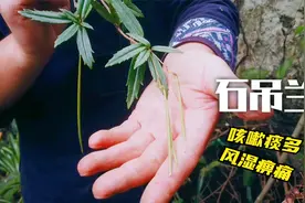 深山采石吊兰，咳嗽痰多月经不调风湿痹痛可以用到，民间常用药材视频封面