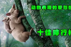 动物表现出的爱与情感十佳排行榜！第8名的猫咪把我看哭了！视频封面