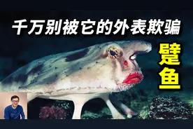 只需6毫秒！一口吞掉一群鱼！海洋里最顶级的“吞噬者”——躄鱼视频封面